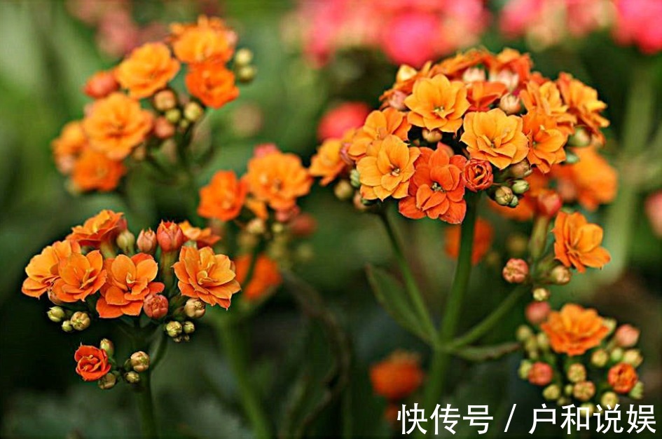 新手养长寿花，做好3个小技巧，花苞猛长不停，养一盆爆一盆