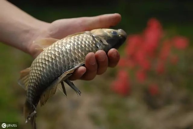 几个看似简单的野钓技巧,真的简单?看完这篇文章再说