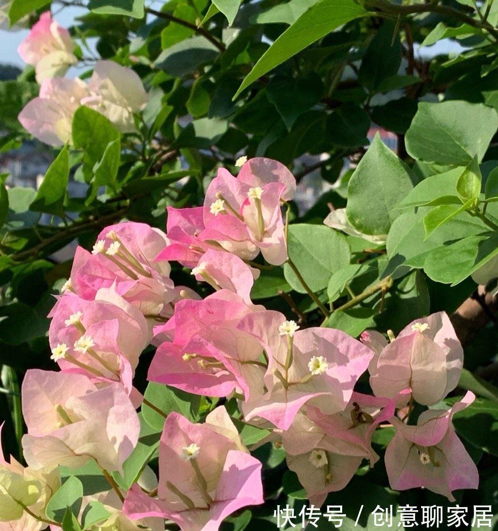 绿樱|养三角梅就养“2种”,颜色多变,勤花好看,经常开花不偷懒