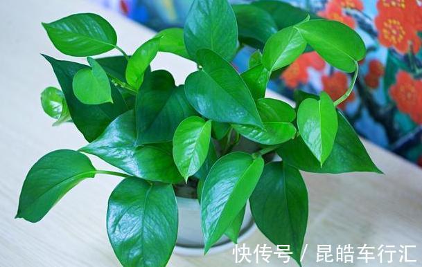 头疼不知道盆栽绿萝喜欢什么？日常注意2方面，枝叶轻松长爆盆