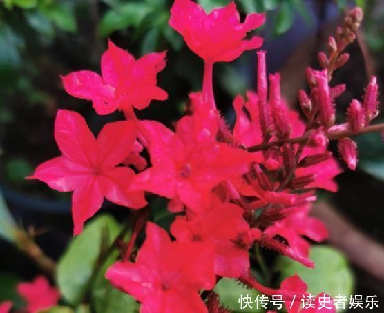 雪花|以前只知道有蓝雪花,原来还有白雪花、红雪花,你都见过吗