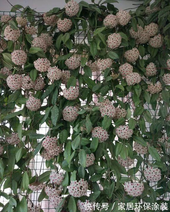 夏天|7种漂亮花，自带“体香”，阳台养一盆，家里就像喷香水