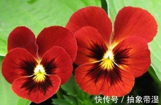 新手|就选这些花,沾土就活,生根快开花早,新手也能插活