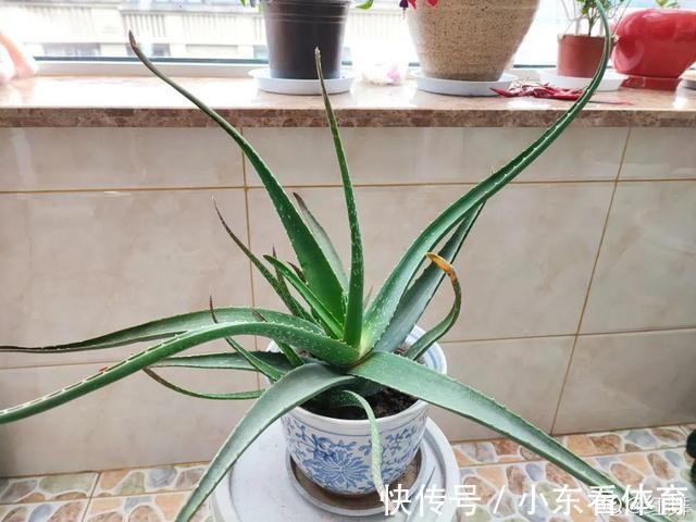 叶子|10种花要控水，天热反而不能浇，一浇水就死