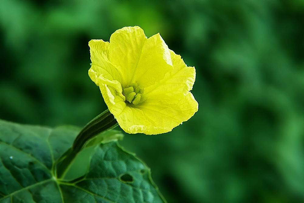 止咳|咳嗽的13个民间秘方,太全了,通治一切咳嗽!