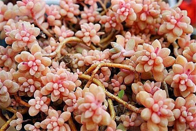多肉中的“爆盆之王”，养护掌握6要点，叶子饱满，长成粉色瀑布