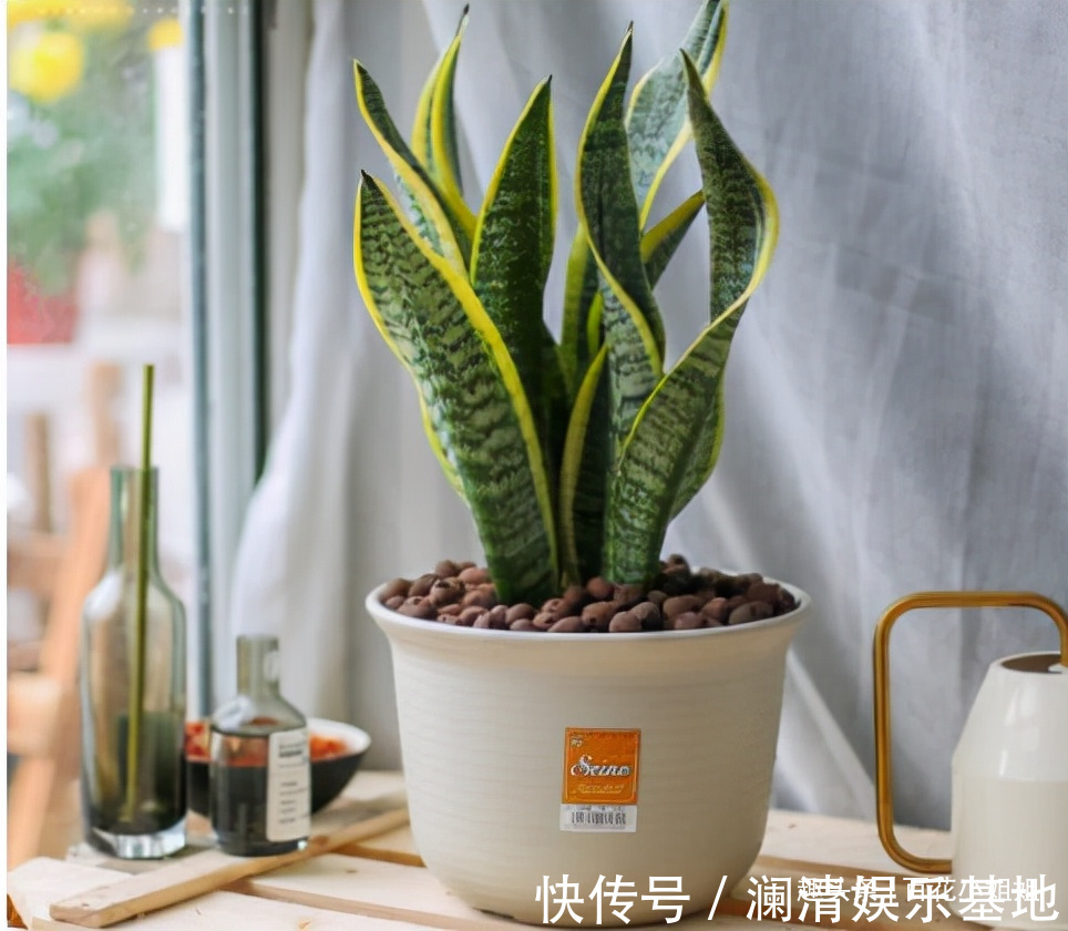 夜晚能够“制氧”的5种花,卧室小更要养一盆