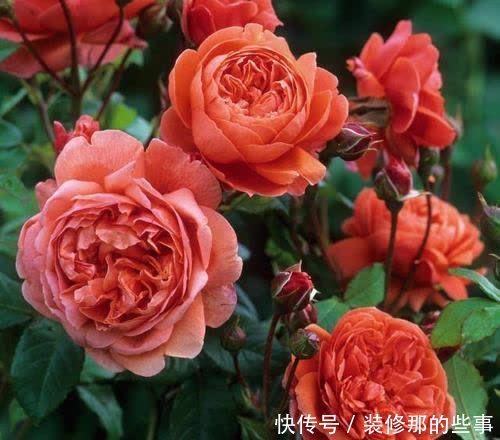 新手养月季常犯了5个错误,及时避免少走弯路,开出层叠群花!