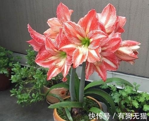 球根植物朱顶红的种植方法,这样种植,春节赏花