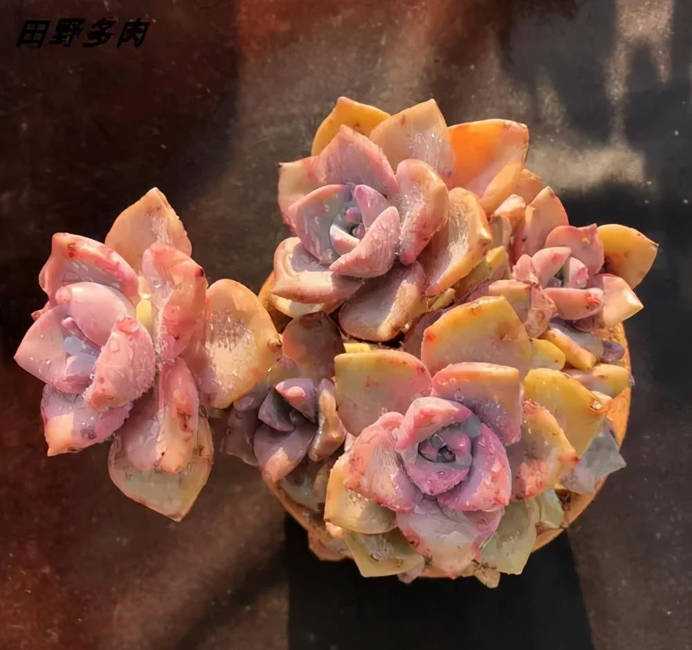 养护|多肉徒长丑的没法看?做好2件事,新手也能养出肉墩子