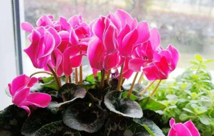 几种花卉对待新手很友好，30天不管，开出漂亮花