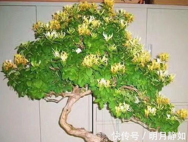 不想买花就养这,随手扦插1个枝,10天发芽,能长成老桩,花芳香