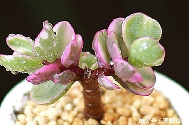 多肉|这5种多肉开花就像中奖一样,雅乐之舞最不常见,桃蛋开花最好看!