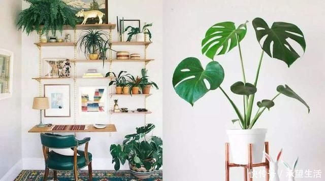 龟背竹|3种“大气花”越热越长个,新叶呼呼窜,室内百搭花,越长越高雅