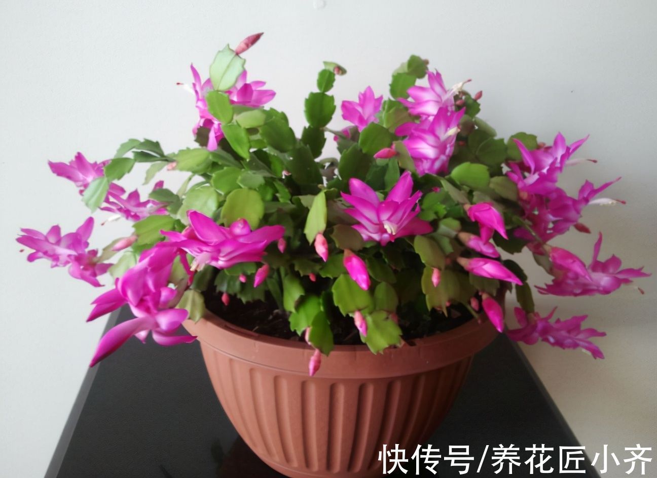 蟹爪兰从扦插到开花只需2个月,详细步骤告诉你