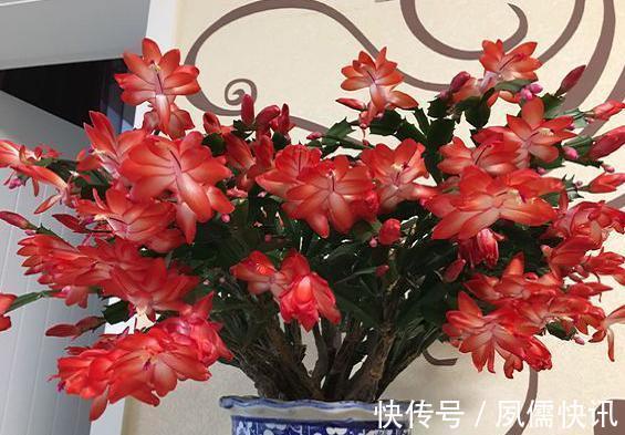 叶片|给蟹爪兰浇水很简单,一年四季分“两段”,根壮叶肥,开花满盆