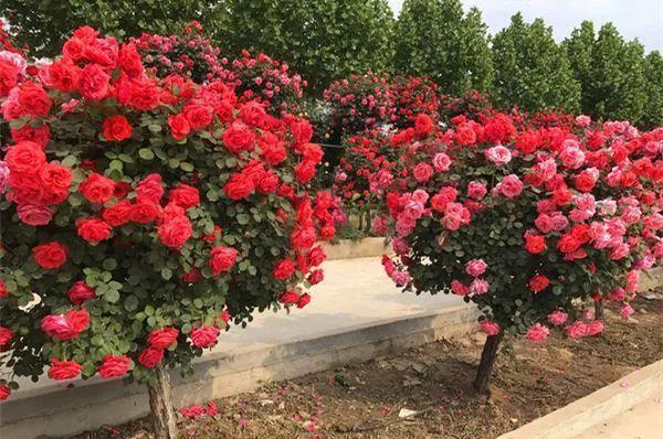 利于它|绿萝赶紧丢了吧此花一年花开180天,院子阳台再小都要栽2棵