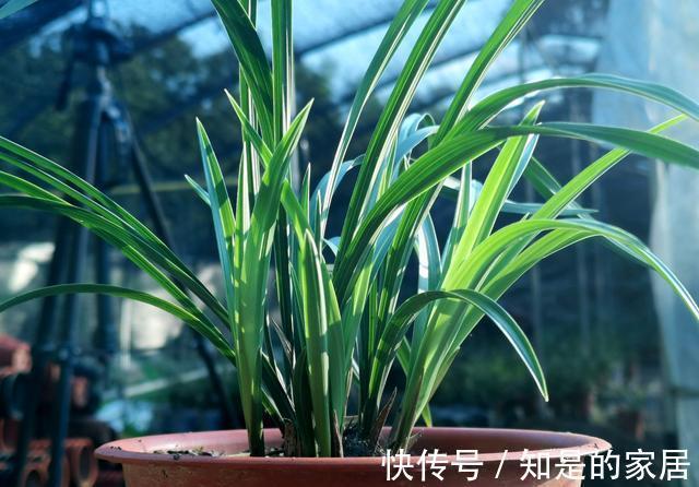 花盆|养兰花不会施肥怎么办?专为新手定制的技巧,不施肥养兰法