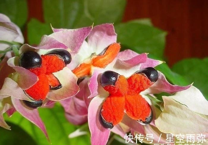 每年春节前后,除了年宵花,买盆龙吐珠也不错,好看的半藤本花卉