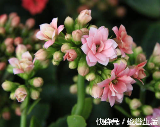 妙招|长寿花漂亮又艳丽，教你3个盆栽长寿花的小妙招，长的越来越旺盛