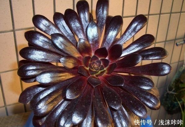 养黑法师,这个细节别忽视,10个月养成“老桩”,价值增1倍!