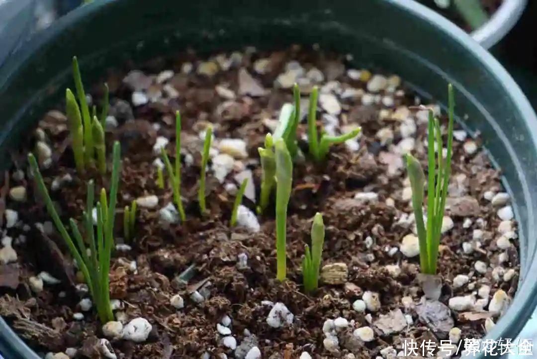 上万块的蟹爪兰，开花像烟花，养过的人不多