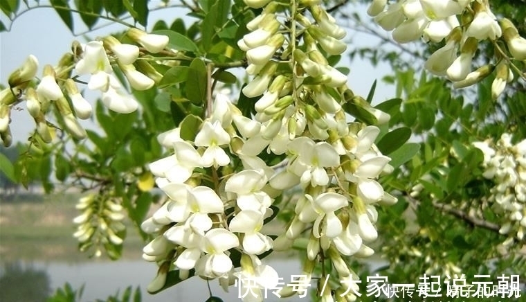 祛风湿|十个人九个腰疼,此花每天泡水喝,祛风湿通经络,让身体棒棒哒!