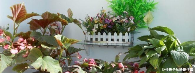 阿司匹林|这种“水”比生根水、淘米水都厉害，再难养的花，浇一点也能爆盆