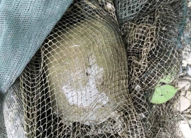 能卖|河里钓鱼意外捕获野生大甲鱼,能卖500元却选择了放生