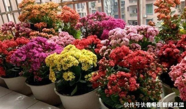 浇水|阳台养花养些“不死花”,一个月不浇水,还能打鸡血似地开满花!