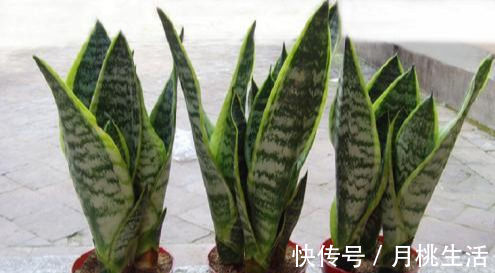 30年老花农养花秘诀给虎皮兰喝一勺它，不烂根，叶绿茎壮长得快