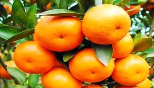 女性到了中年常吃的食物,祛皺潤膚,排毒養顏,預防子宮早衰