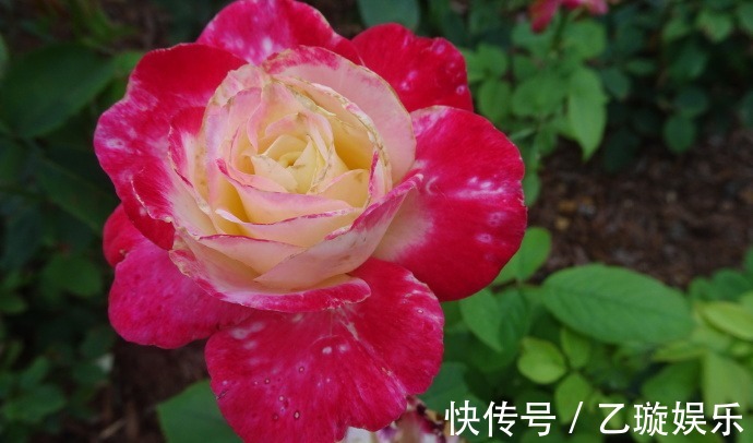 玫瑰|喜欢菊花,不如养盆“玫瑰珍品”大红喜玫瑰,花姿红艳,艳丽动人