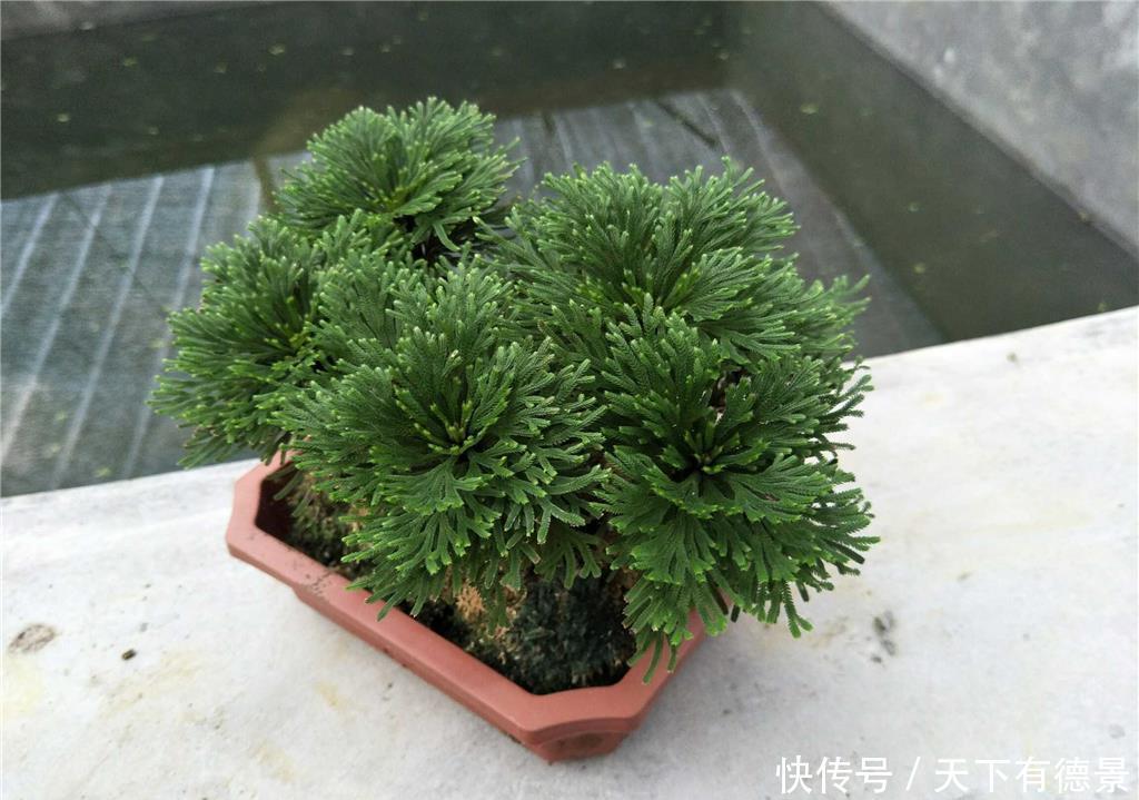 九死还魂草,号称生命力最顽强的植物,观赏价值高,还可做盆景