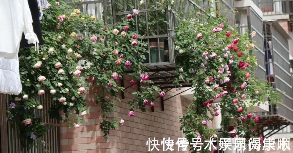 4种花要富养,根多“爱吃土”喜欢大花盆,用对了利于生长和开花