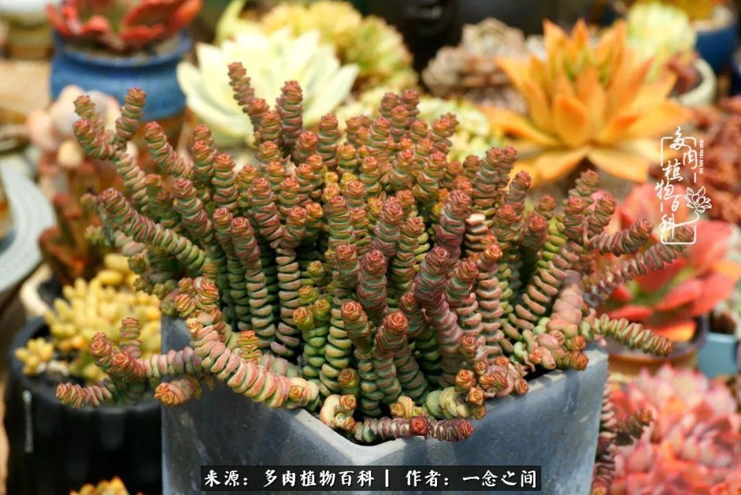 群友聊多肉没有最二只有更二,爆笑百科二群的二货二事!