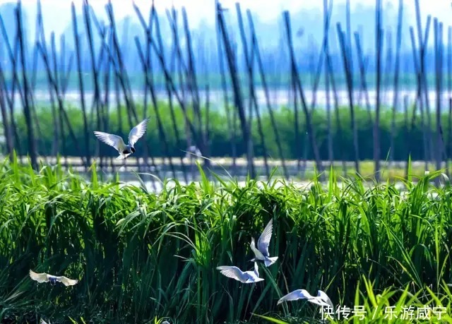 湿地|“夏”一站，咸宁请你来“吸氧”！