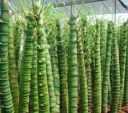 建议家有小院定要种上几样盆栽，沾土就能活，驱蚊又好看