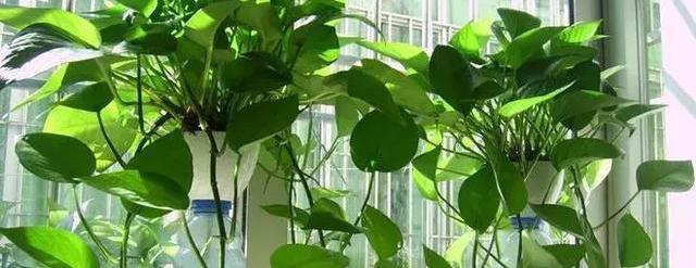 文竹黄叶|绿萝、发财树黄叶严重,用这个浇两次,叶片油亮不黄叶!