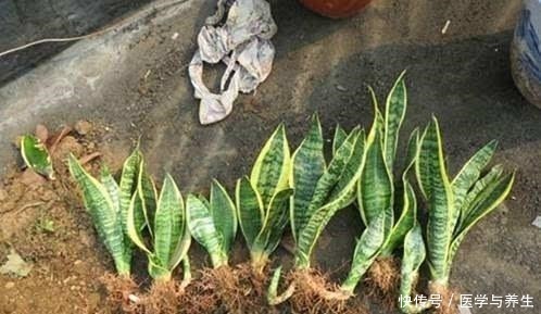 蛭石|栽植虎皮兰,土壤里加点“它”,叶片碧绿旺盛,一年长高30cm!