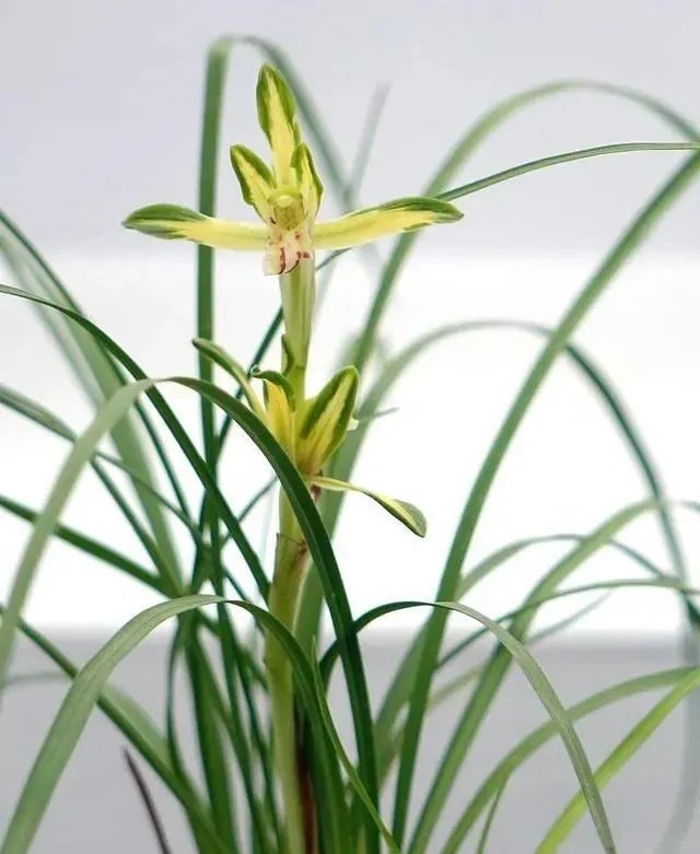 这3种花都是“病美人”,室内养难度大,入手需谨慎