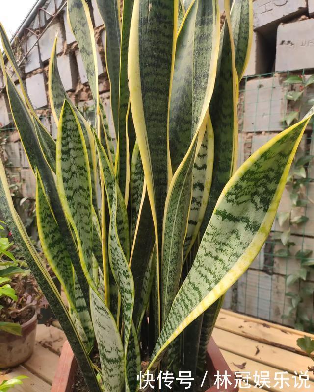 虎皮兰|虎皮兰叶片打弯没精神,别犯“2个错”,越长越壮,小芽挤破盆