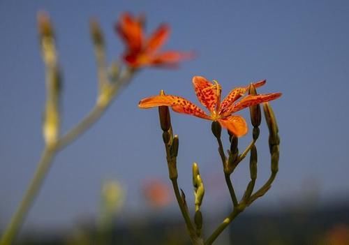 被人忽略的一味良药---射干