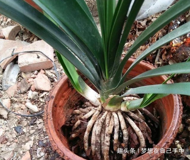 换盆|君子兰换盆,多做“这1步”,15天恢复生长,比往年花量多得多