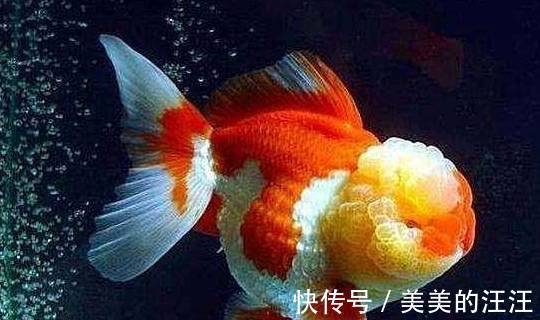 有害物质|鱼缸出现反水现象很快就会死鱼,只有这一措施才能救回鱼命!