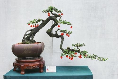 盆景学问多，教你看懂盆景的价格，购买盆景不“踩坑”，买了不吃亏