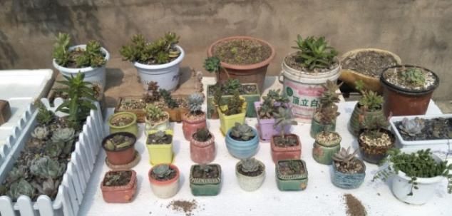 从小|养了5年多肉,从小白变成大神,这些经验送你了