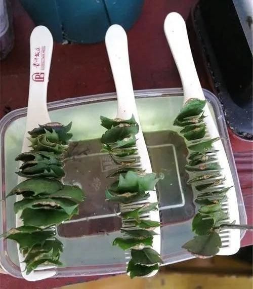 栽种|扦插蟹爪兰,巧用“小妙招”,夹在梳子缝里,呼呼长出毛细根