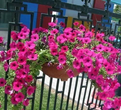 养护|阳台再小,也要养4种花,一年开花230天,轻松开成小花园