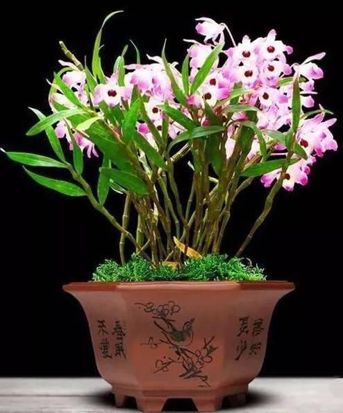 入手|这6种“兰花”,价格便宜好管理,开花如瀑布般美丽,值得入手